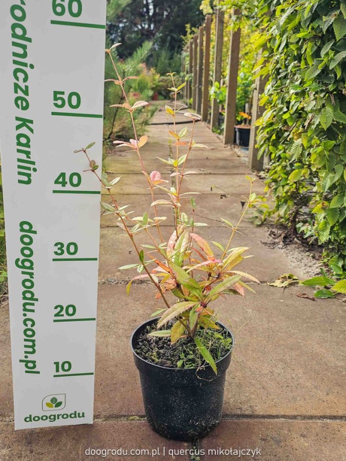 Berberys Juliany w doniczce C2